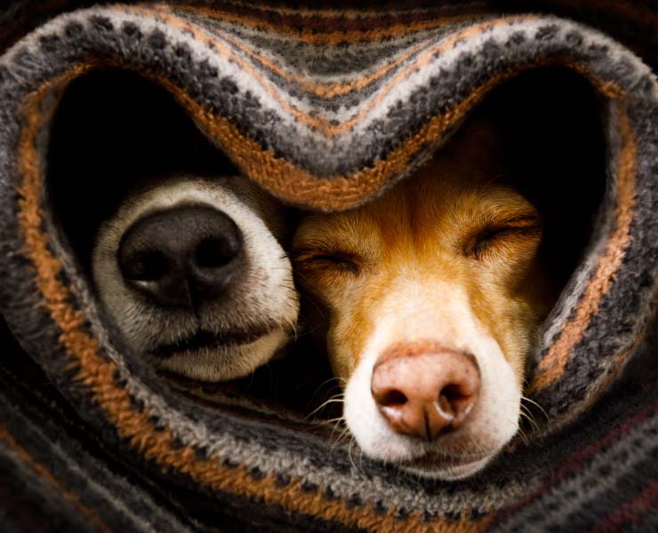 Two Dogs noises poking out of a blanket