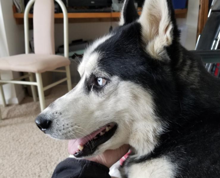 Ike Husky looking outside
