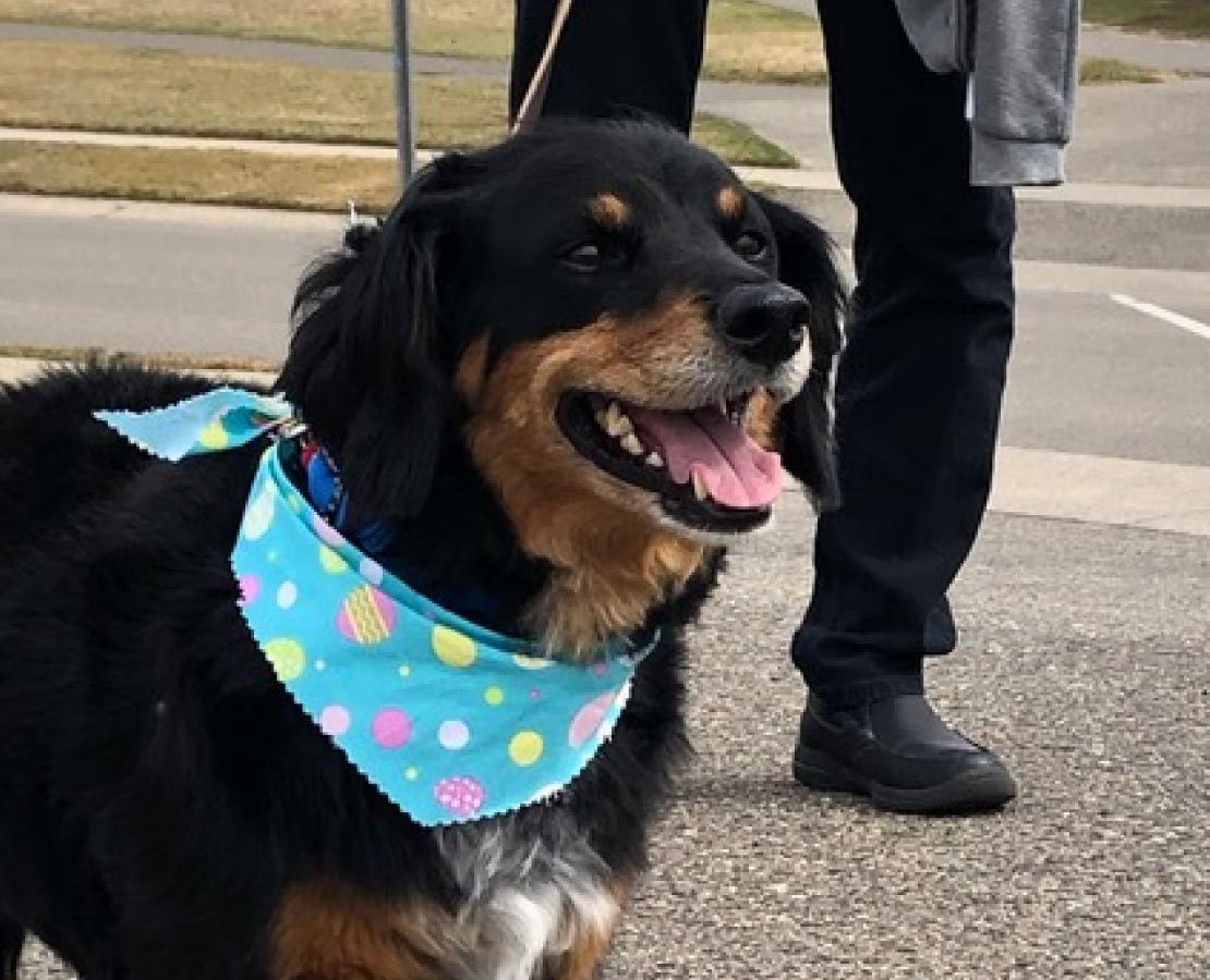 Black and brown long hair dog wearing a bandana