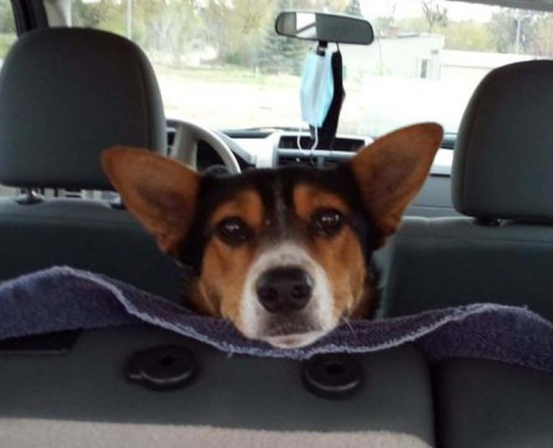 Black and Brown dog looking over car seat